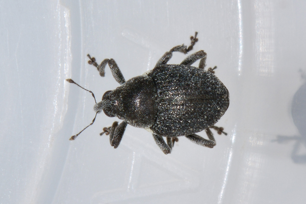 Curculionidae:  Zacladus sp?  S, Zacladus exiguus